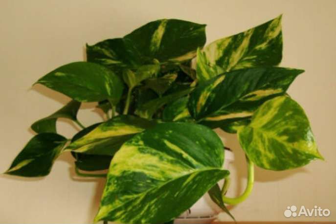 Сциндапсус золотистый