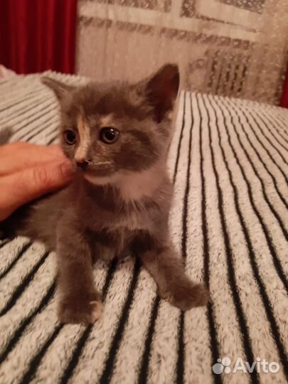 Котята в дар
