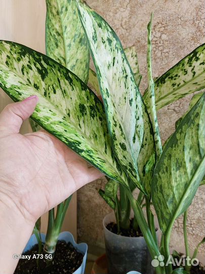 Диффенбахия везувий