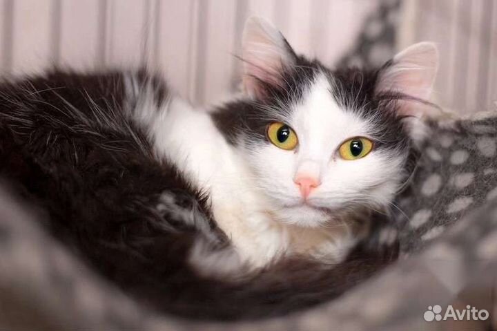 Кошка в дар