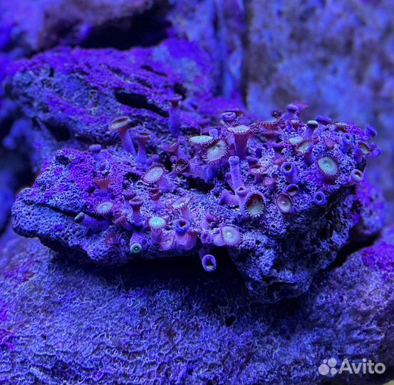 Живые Камни в морской аквариум