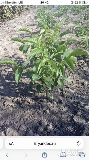 Грецкий орех саженцы