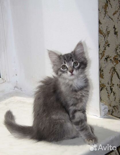 Котята в добрые руки бесплатно