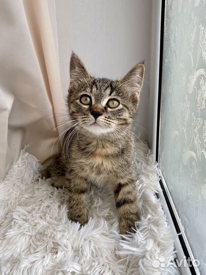 Котенок в добрые руки