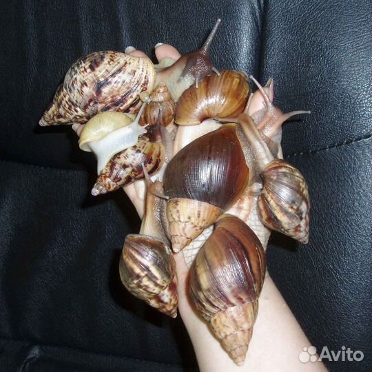 Корм для Ахатин. Корм для аквариумных улиток