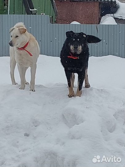 Две идеальные собаки