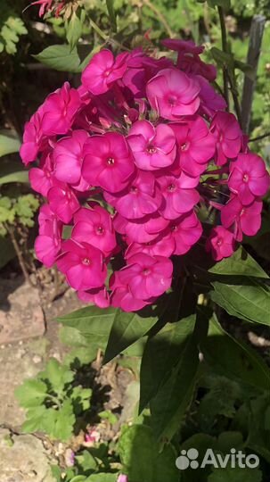 Флоксы Эхинацея Хризантема