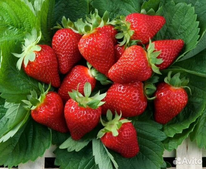 Клубника ремонтантная(саженцы)