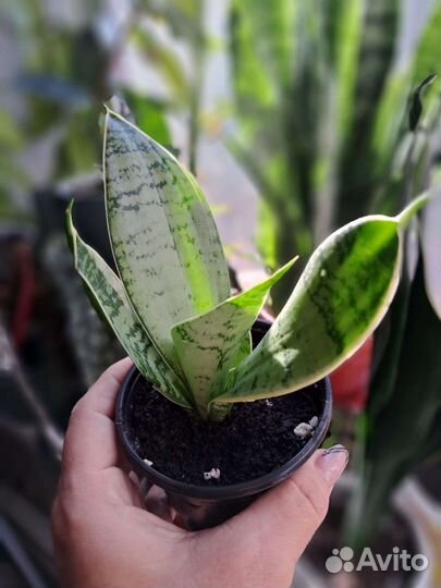 Сансевиерия Ханни Сильвер крем