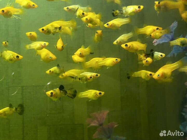 Аквариумные рыбки моллинезии золотые/оранжевые