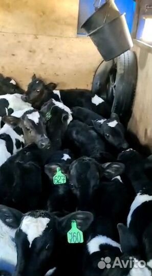 Бычки и телята