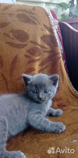 Шотландская вислоухая кошка бесплатно