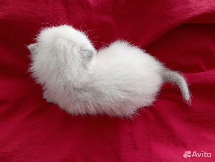 Котенок девочка кремовый