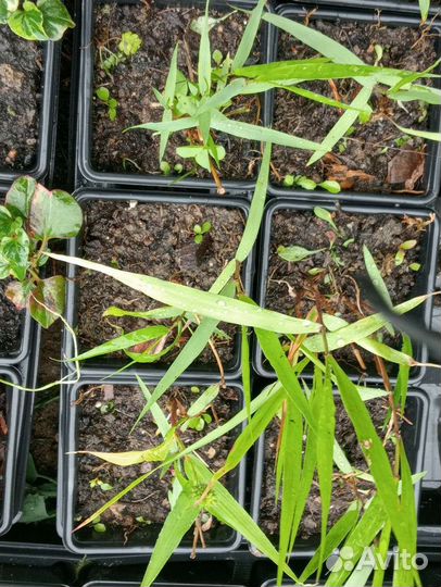 Хаконехлоя, фалярис, саженцы