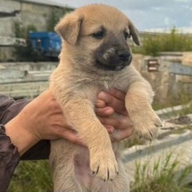 3 девочки и один мальчик ищут дом