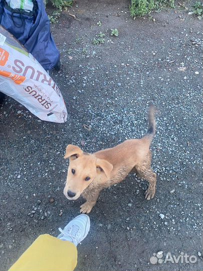 Собака в добрые руки