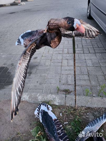 Махокрыл Гусь (охота на гуся)