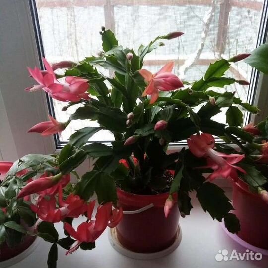 Продам комн. цветы