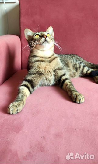 Котик подросток. Доставка. Кастрирован. Обработан