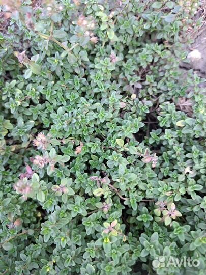 Почвопокровники и другие многолетники