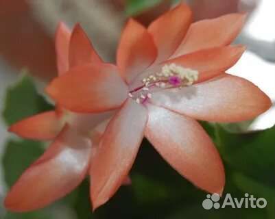 Шлюмбергера (декабрист)