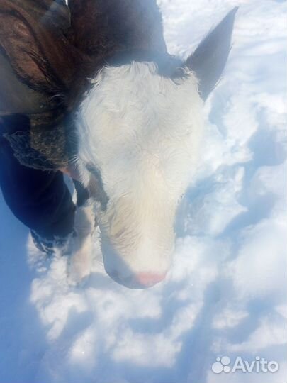 Продается телочка сименталка 15т р