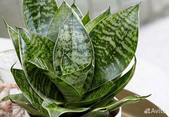 Сансевиерия/сансевьера ханни