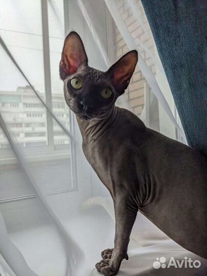 Канадский сфинкс вязка