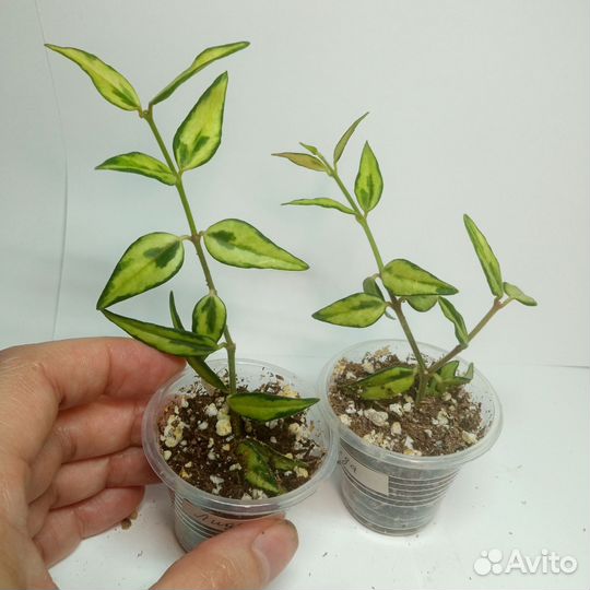 Хойи и дисхидия