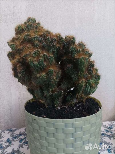 Кактусы цереус, маммиллярия, денежное дерево