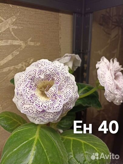 Глоксинии махровые клубни