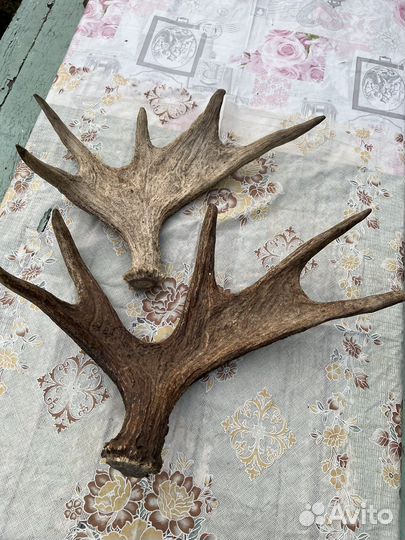 Рога лося натуральные, 3 кг