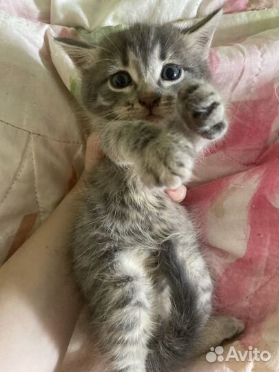 Кот