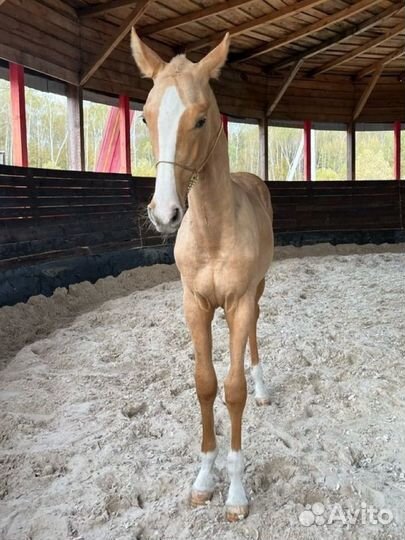 Ахалтекинский жеребчик