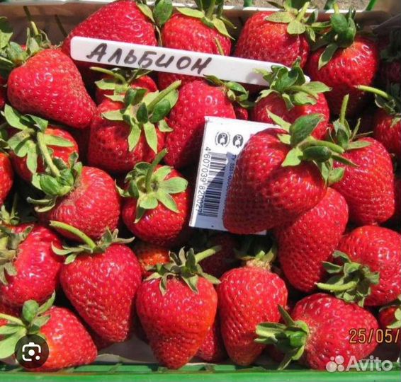 Рассада ремонтантной клубники