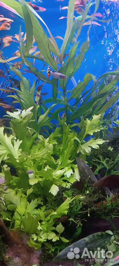 Сомики. Растения для аквариума, улитки Ампулярии