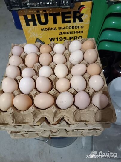 Яйца домашние куринные