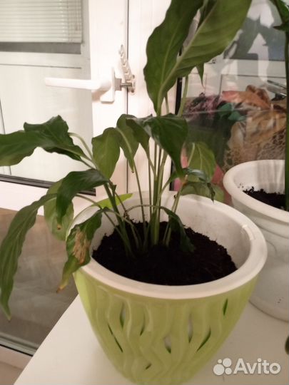 Спатифиллум