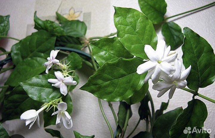 Комнатные цветы