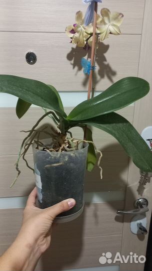 Орхидея фаленопсис
