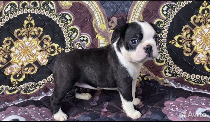 Щенки бостон терьер