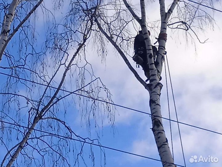 Спил деревьев