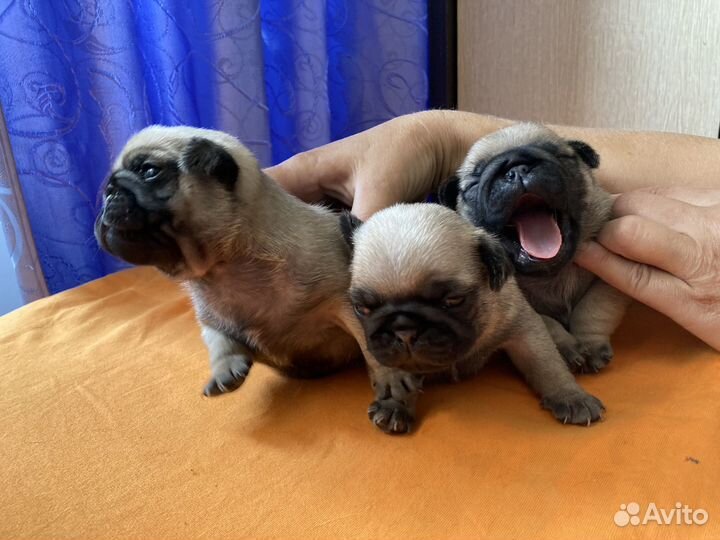 Щенки мопса