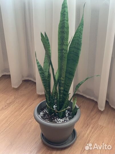 Комнатные растения