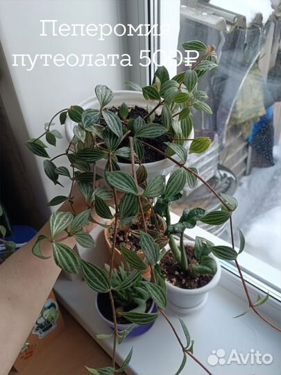 Фикус Мелани, филодендрон, пеперомия