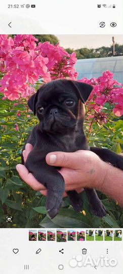 Щенки мопса мальчик