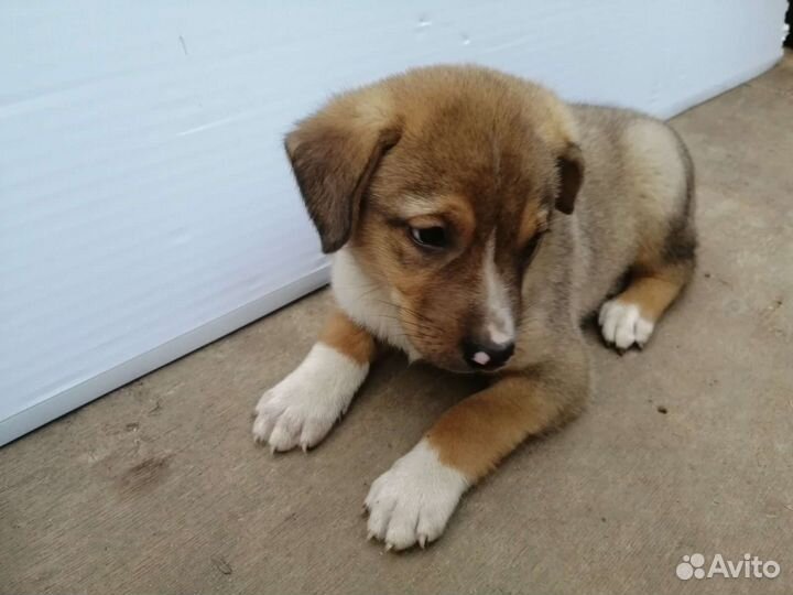 Щенок мальчик