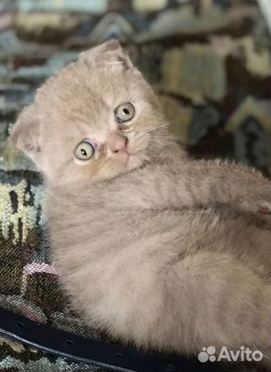 Британские вислоухие котята серые