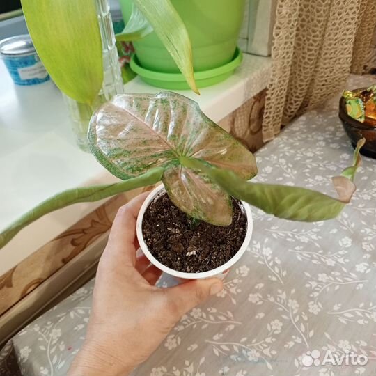 Сингониум Пинк флекед