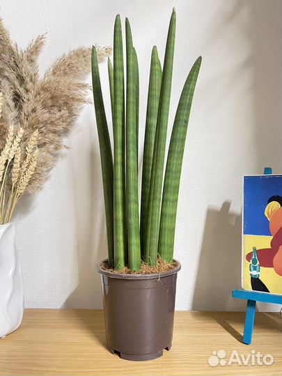 Сансевиерия цилиндрика большая
